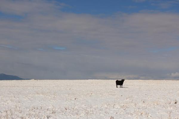 <p>A cow stands&nbsp;in a snowy pasture in Wallowa County, Oregon, the epicenter of the state's conflict over gray wolf recovery. Open range cattle die for many reasons, but wolves have added stress to ranchers' operations.</p>