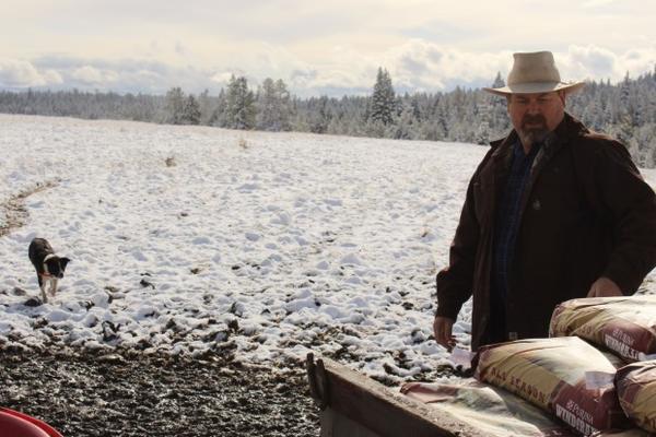 <p>Todd Nash unloads bags of mineral feed for his cattle in a pasture where he's had multiple wolf attacks. After Nash and other ranchers petitioned for&nbsp;wolves from one&nbsp;pack to be killed, another moved in and&nbsp;kept preying on&nbsp;cattle.</p>