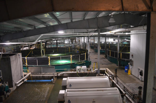 <p>Kuterra grows Atlantic salmon in giant tanks.</p>