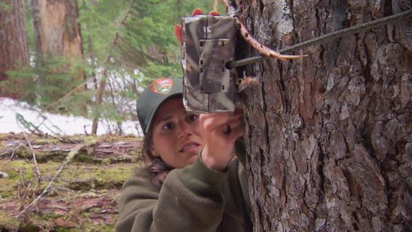 <p>Trail cameras are used to locate fishers in the Washington Cascades.</p>