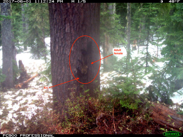 <p>A trail camera captured this image in 2017 in Washington's Gifford Pinchot National Forest. It's where fishers had been reintroduced from Canada two years earlier. The image has been digitally enhanced to show a female fisher carrying her young near a nesting cavity in the tree trunk.</p>
