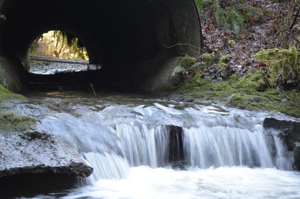 <p>Salmon on their way up from northwest Washington's Skagit River have to leap two feet onto the jagged edge of this pipe to make it to habitat upstream.</p>