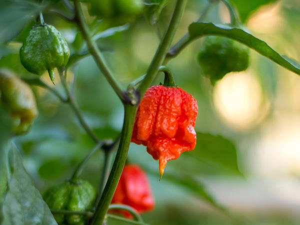 the super-hot pepper that sent a man to the er