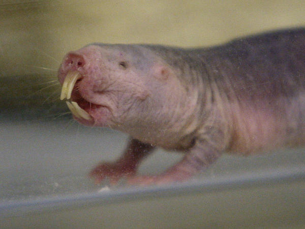 Superstar Ectoderm Of The Naked Mole Rat Pictures