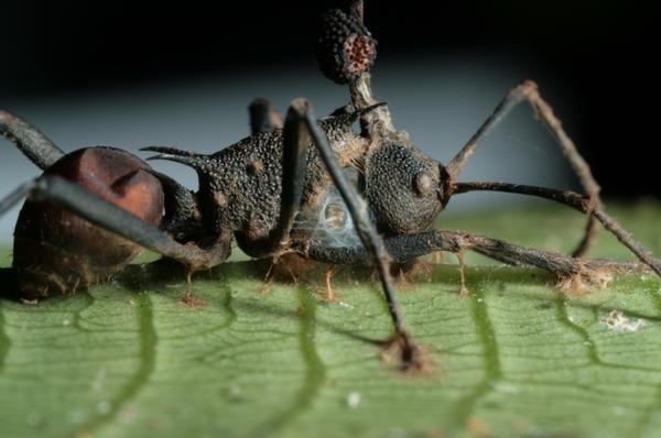 'Zombie' Ants And The Fungus That Saves Them | SDPB Radio