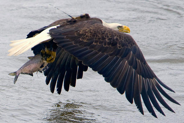 an eagle wearing a transmitter snatches dinner on the fly.