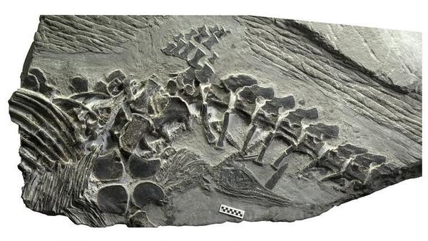 Fossil Shows Triassic-Era Sea Creature Gave Birth On Land | KNKX