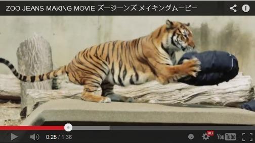 Zoo Jeans being "designed" by a tiger.