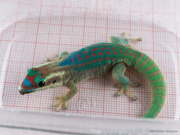 A brave geckonaut from Russia's Institute Biomedical Problems.