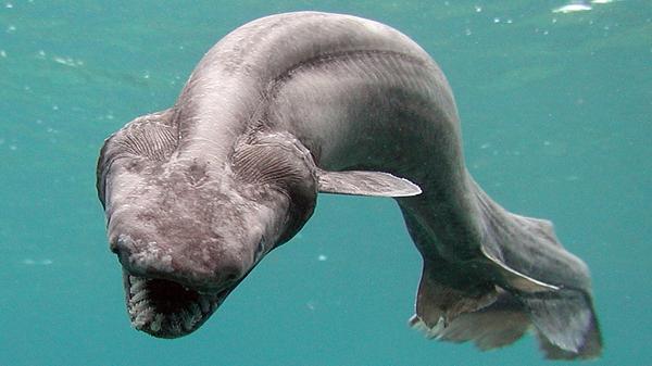 A frilled shark swims in a tank after being found by a fisherman off Japan's coast in 2007. One of the rare creatures was recently caught in Australia, shocking fishermen.