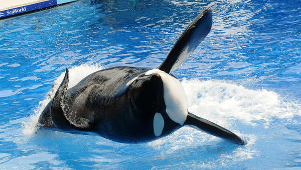 Tilikum, SeaWorld's Famed Orca And Subject Of 'Blackfish,' Dies ...