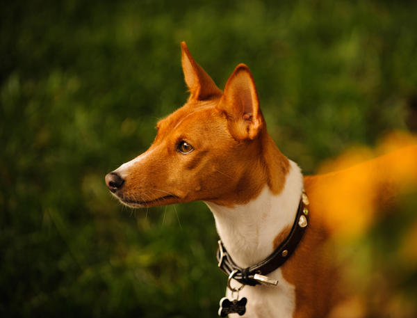 One of the most famous African dog breeds, the basenji is closely related to street dogs found throughout West Africa.