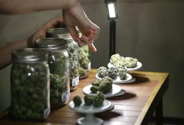 Marijuana Growers Turning To Hemp As CBD Extract Explodes - WUSF News