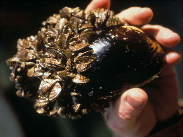 FIle photo of invasive zebra mussels attached to a native species.