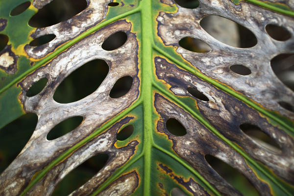 trees and plants near volcanic fissures are dying from gases