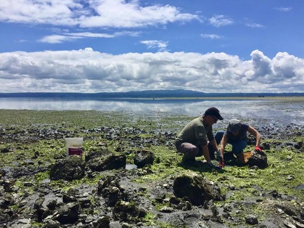 <p>Neuroscientists Joe Sisneros and Allison Coffin search for midshipman fish, also known as 'singing fish,' underneath large rocks on the rocky shores of Hood Canal.</p>
