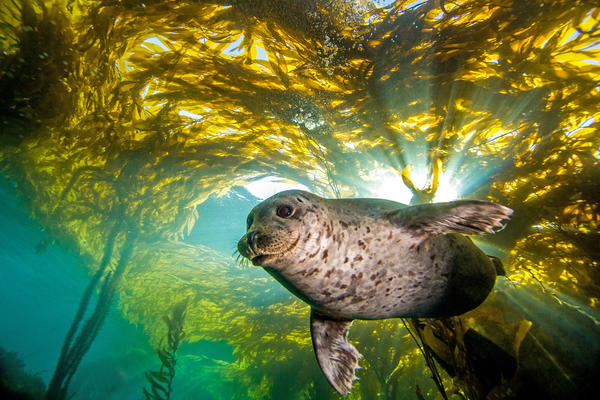 a harbor seal can show you how