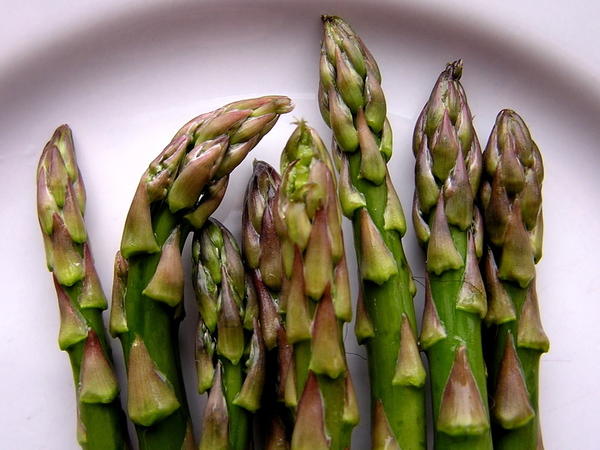 Asparagus Helps Lower Blood Pressure At Least In Rats Health News Florida