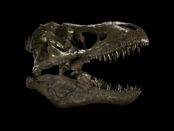 An exact resin copy of the skull of the Wankel T. rex.