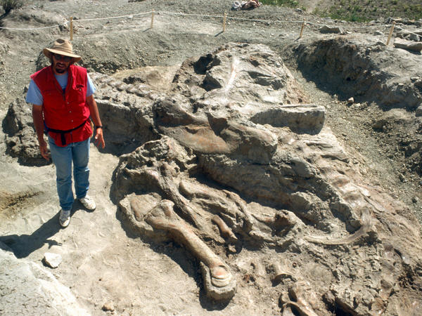 Jack Horner, curator of paleontology at the Museum of the Rockies, poses near the Wankel T. rex, in Fort Peck, Mont., in June 1990. Researchers estimate the dinosaur weighed between 6 and 7 tons.