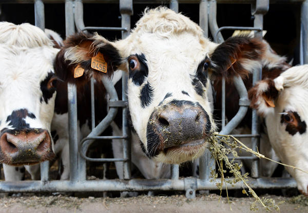 Can Oregano Fight Cow Belches And Climate Change KUOW News And 