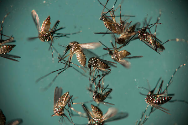 The best way to avoid the Zika virus is to not get bitten by mosquitoes in the first place.