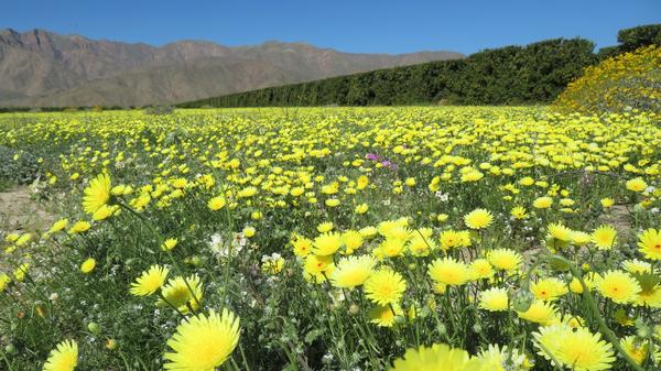 Anza-Borrego Desert State Park in Southern California is having a rare "super bloom."