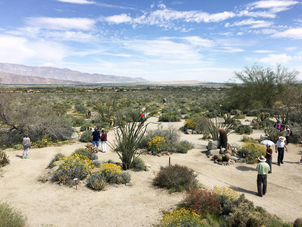 People are scattered throughout the hills and valleys of Anza-Borrego, Califonia's largest state park, taking in the beauty of a rare "super bloom" of wild flowers.