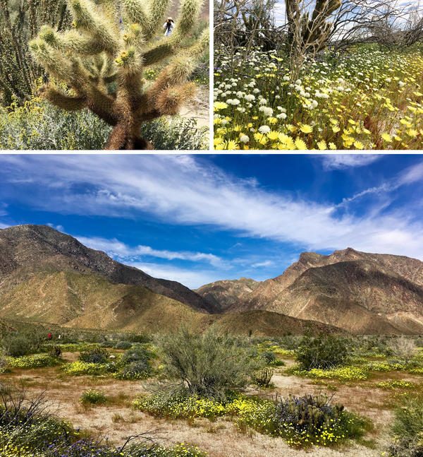 California has been so unseasonably wet, its deserts are experiencing a "super bloom." After years of drought, the desert is lush.