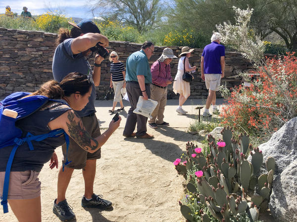 Visitors have flocked from as far as Asia and Africa to see the rare floral bloom in the California desert.