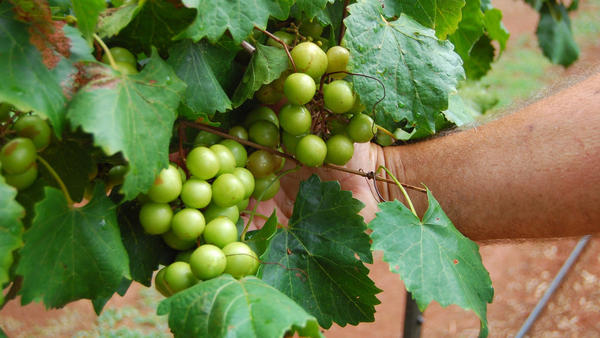 Muscadines can range in color from bronze to dark purple.