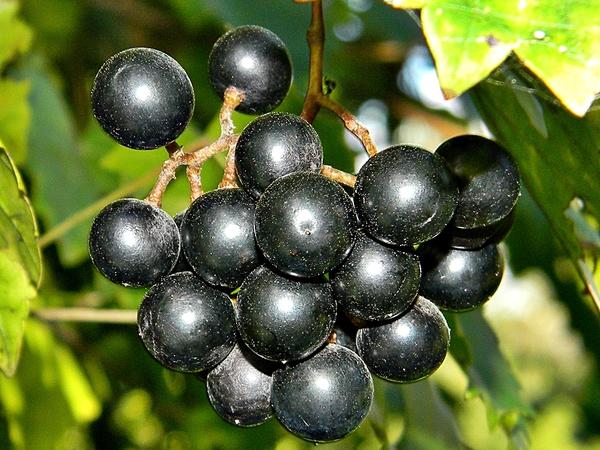 A muscadine (<em>vitis rotundifolia</em>) vine