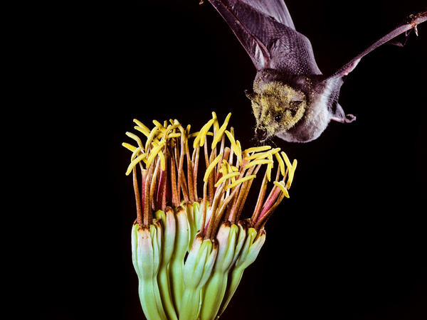 The Mexican long-tongued bat is one of the species that pollinates agave, but its ecosystem is being disrupted by large-scale, cheaper methods of making tequila.