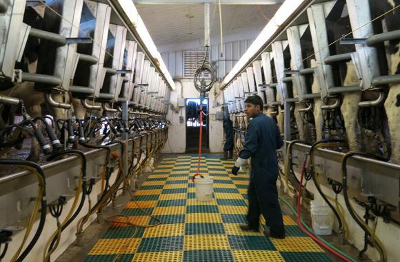A worker checks on cows being milks at a dairy farm outside Wellington, Colorado.