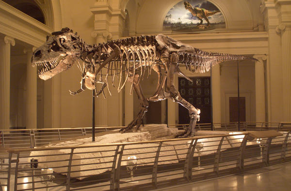 Beloved by thousands, Sue the Tyrannosaurus rex is moving from her home in the main exhibition hall of Chicago's Field Museum to her own private suite on the second floor.