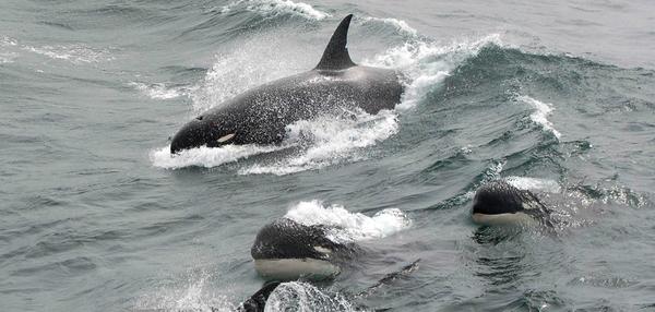 a rare photo of type d killer whales in 2011. (j.p.