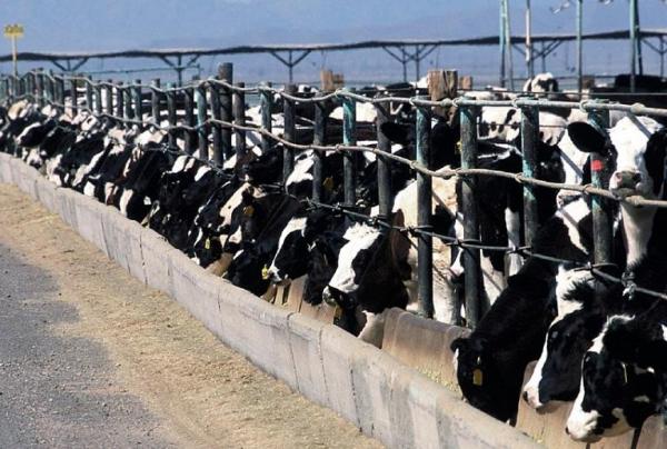 Many Kansas cattle breeders sell cattle online.