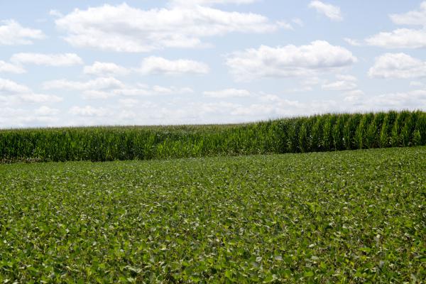 Iowa farmers planted more acres of corn and soybeans than the U.S. Department of Agriculture expected. 