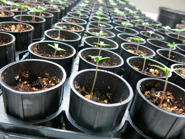 As the FDA seeks to regulate CBD oil, a Kansas City CBD chemist and franchise owner is soliciting public comment on the benefits of the hemp-derived product.