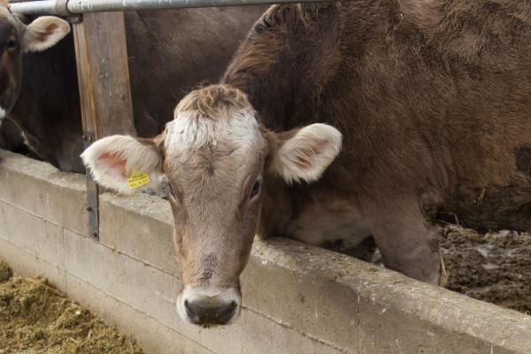 Small dairies have been struggling, and now the U.S. secretary of agricutlure is telling farmers they may need to grow to survive.