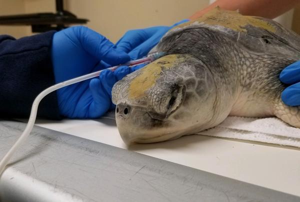 A turtle at the Clinic for the Rehabilitation of Wildlife on Sanibel Island is treated using intravenous lipid emulsion. Researchers in South Florida are examining the treatment's effects on endangered sea turtles. 