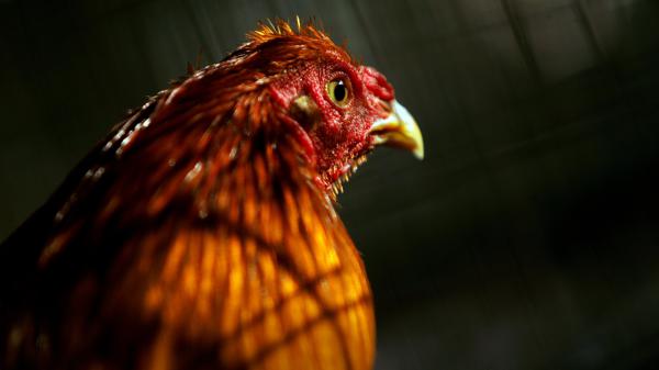 A rooster, bred for fighting, sits inside a cage at a breeding farm in Cabo Rojo, southwestern Puerto Rico.