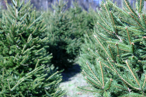 Texas Tree Farmers Want To Give Your Family That 'Traditional' Christmas Experience | HPPR