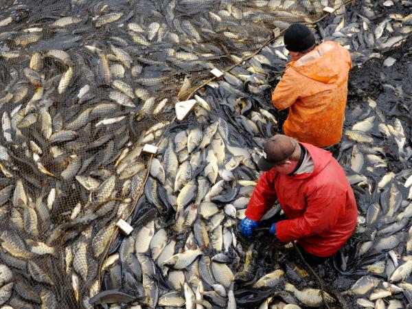 Carp are collected at a breeding farm near the Belarus village of Ozerny in November 2013. Researchers say there's a lot the aquaculture industry can do to be more efficient.
