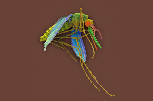 A colored scanning electron micrograph of a female Anopheles mosquito, a vector for the malaria parasite <em>Plasmodium vivax</em>.
