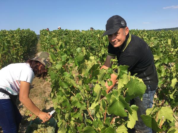 Claude Bucot and his family and friends come to Champagne every year to help with the harvest. He says they come a week or two earlier than they did 20 years ago.