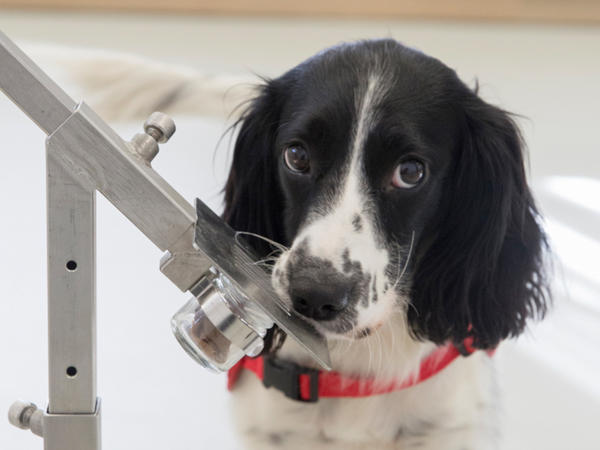 Freya, a springer spaniel, is in training to detect malaria parasites in sock samples taken from children in Gambia. Two canine cohorts were used in a study on malaria detection.