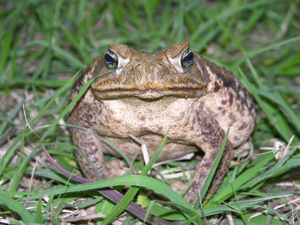 What To Do If You See A Poisonous Bufo Toad Near Your Property Wjct News 3510