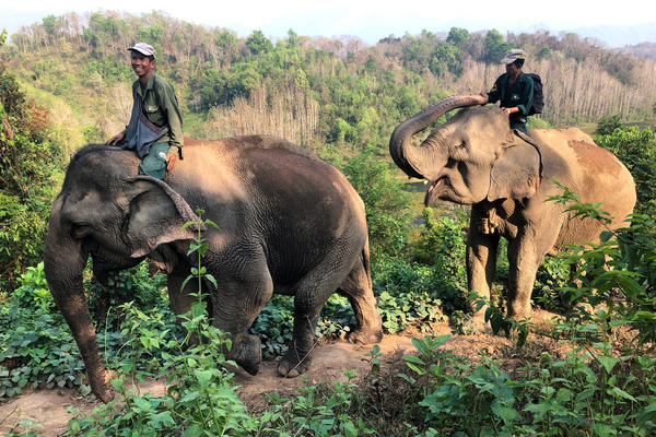 Handlers, known as mahouts, ride elephants along a mountain ridge at the Elephant Conservation Center in Xayaboury, Laos. The center has 29 elephants, most of which spent long careers hauling logs in Laos' logging industry.