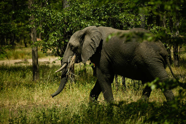 There are two kinds of elephants in Africa: the forest elephant and the savanna elephant (above), photographed this past spring in Liwonde National Park in Malawi. The Great Elephant Census found that Africa's savanna elephant population decreased by about a third in the seven years between 2007 and 2014.